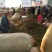 山东金银花优质农产品农户自产自销