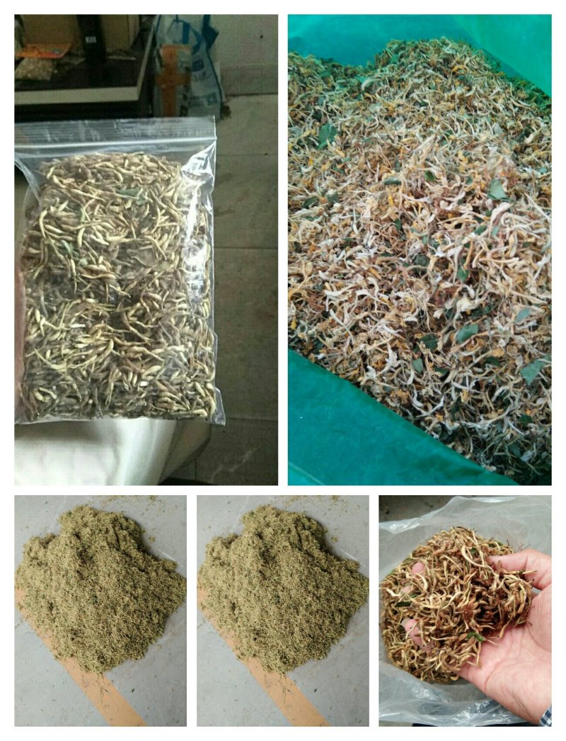山东“金银花”干花直销供应