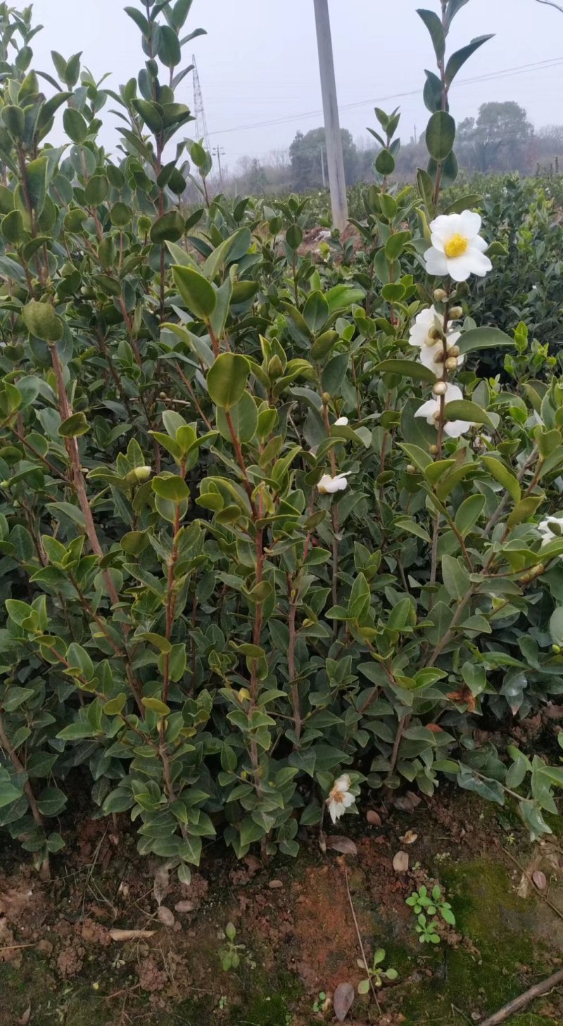 油茶苗