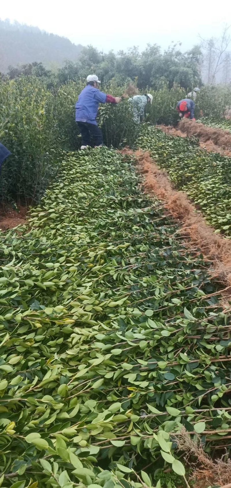 油茶苗