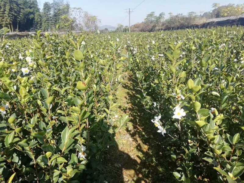 油茶苗
