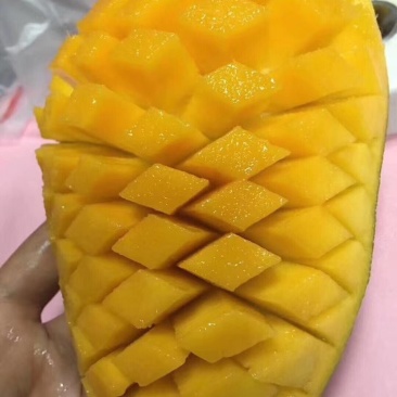 大芒果越南大青芒