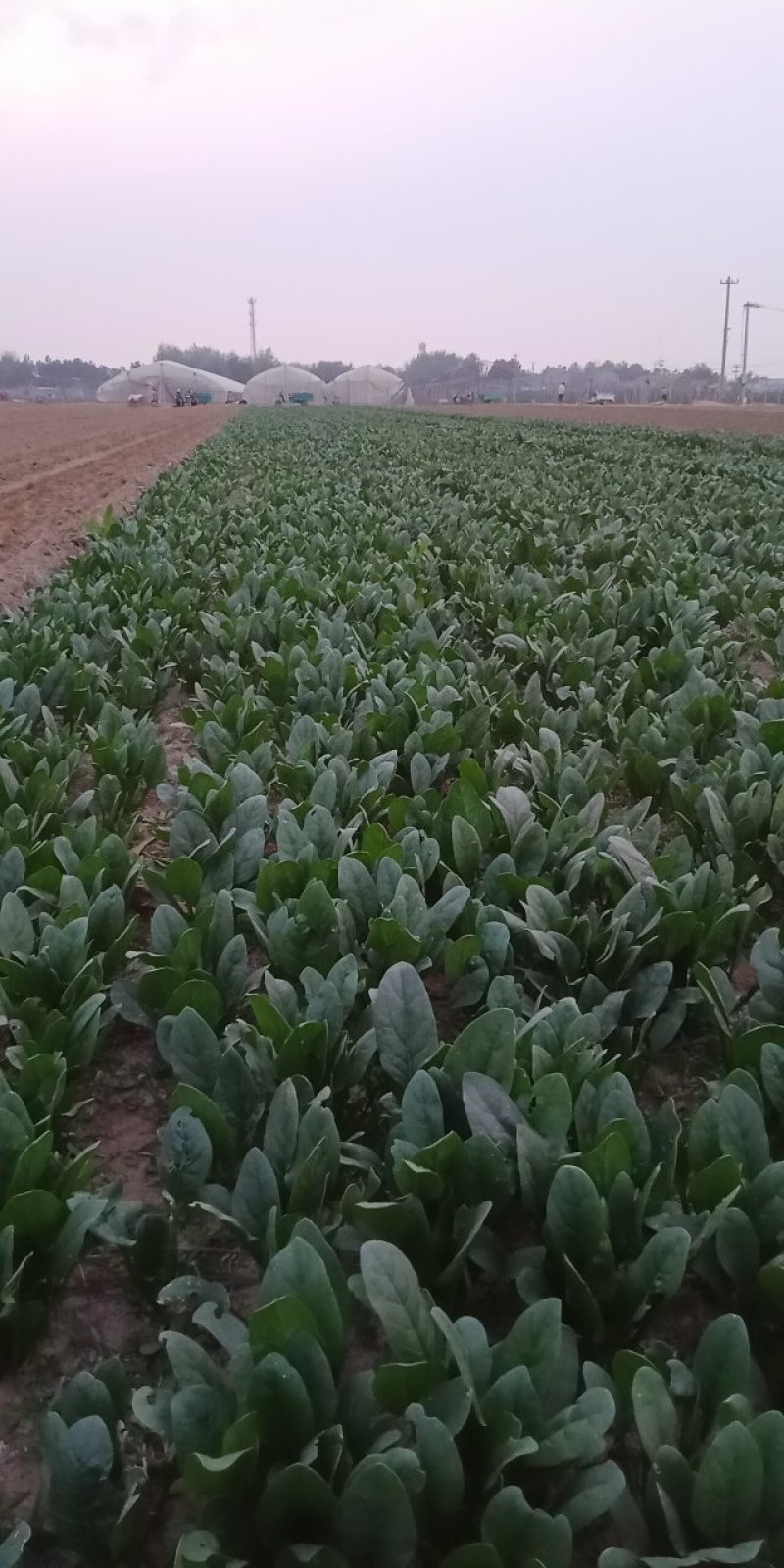 疏菜