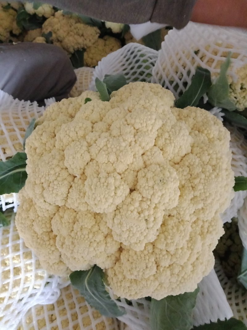 疏菜