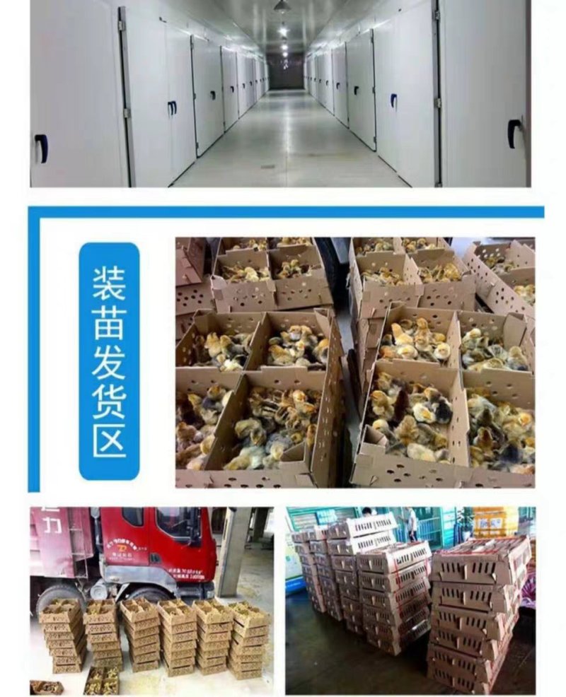 狮头鹅苗，质量保证，包疫苗包运输成活