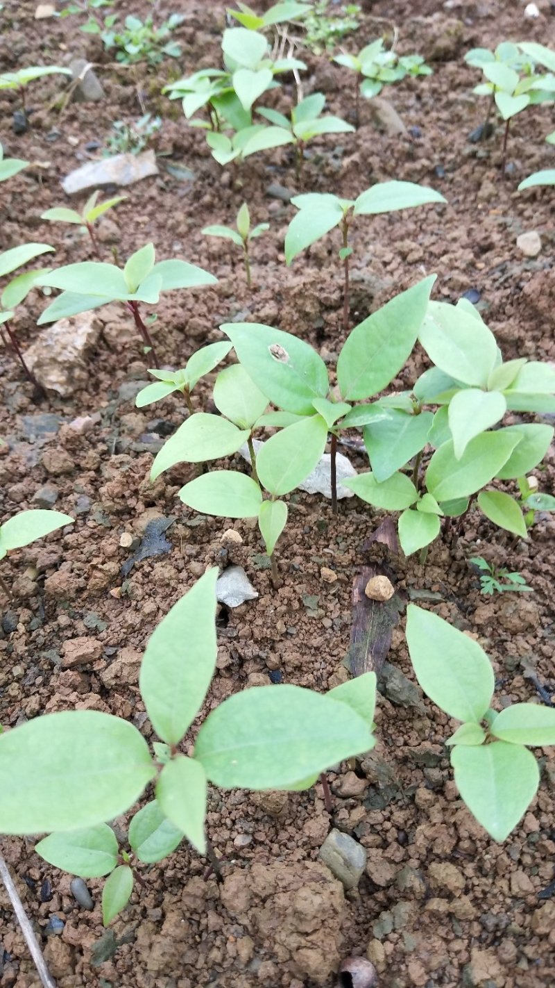 香樟树苗，，香樟小苗芽苗，自家种植全程技术指导