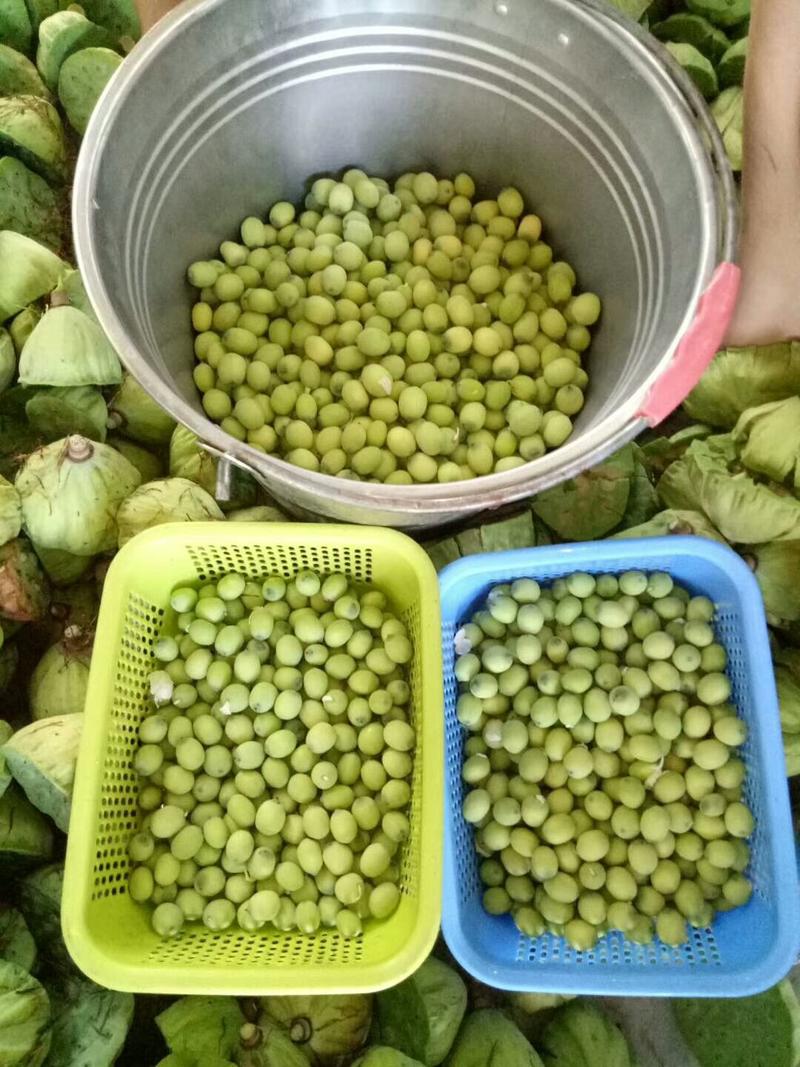 原种莲子苗高产太空莲藕种鲜食莲蓬种