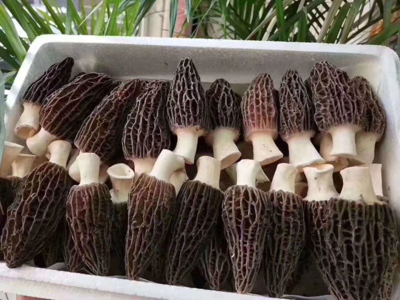 羊肚菌