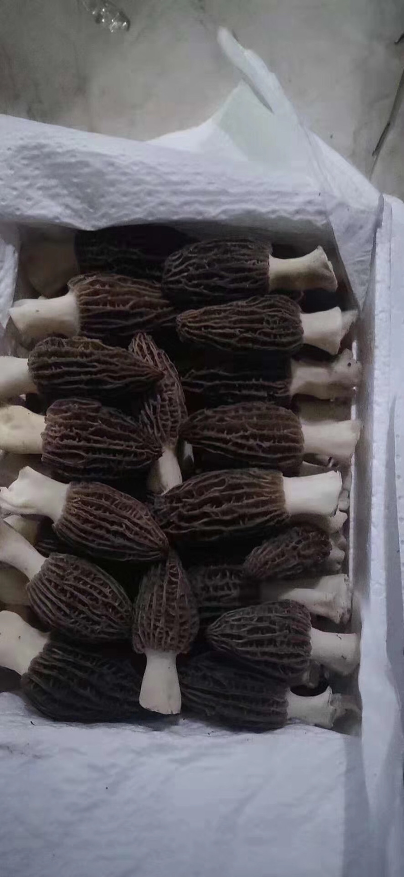 羊肚菌