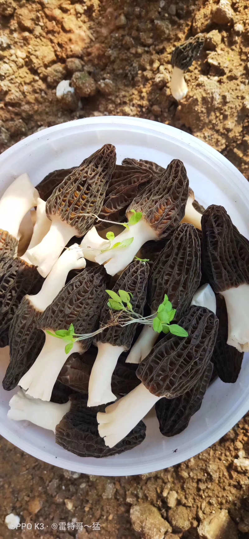 羊肚菌