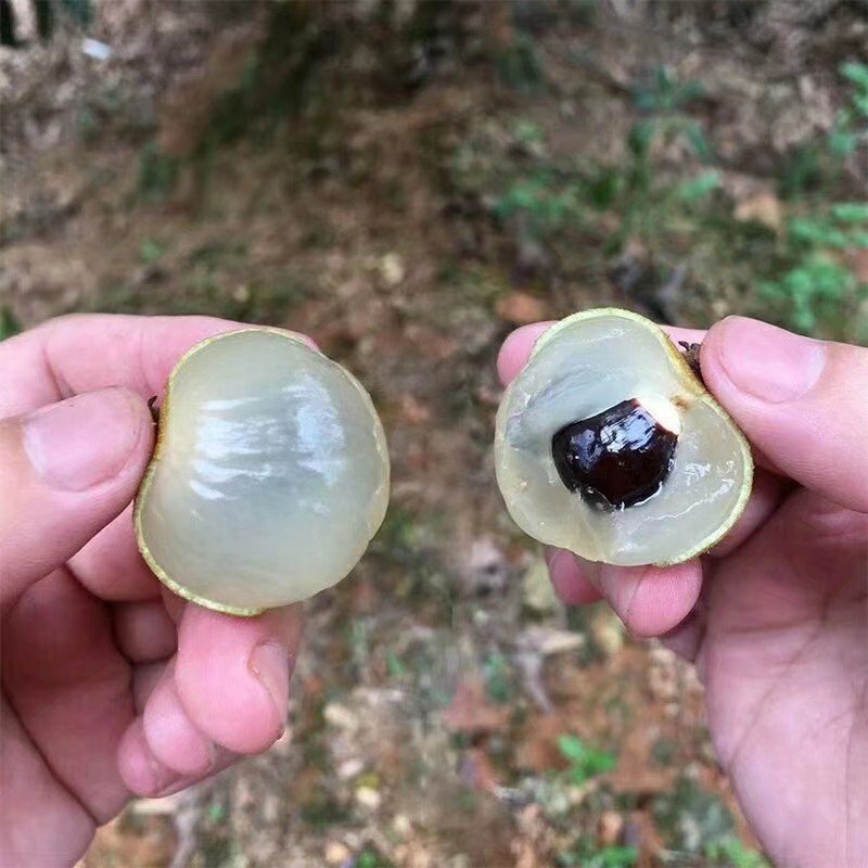 四季龙眼苗龙眼苗四季开花结果特价热卖