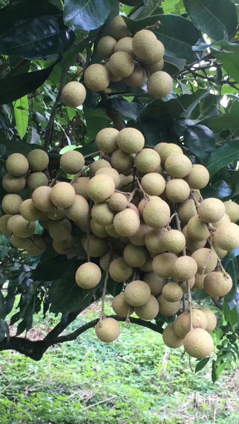 四季龙眼苗龙眼苗四季开花结果特价热卖