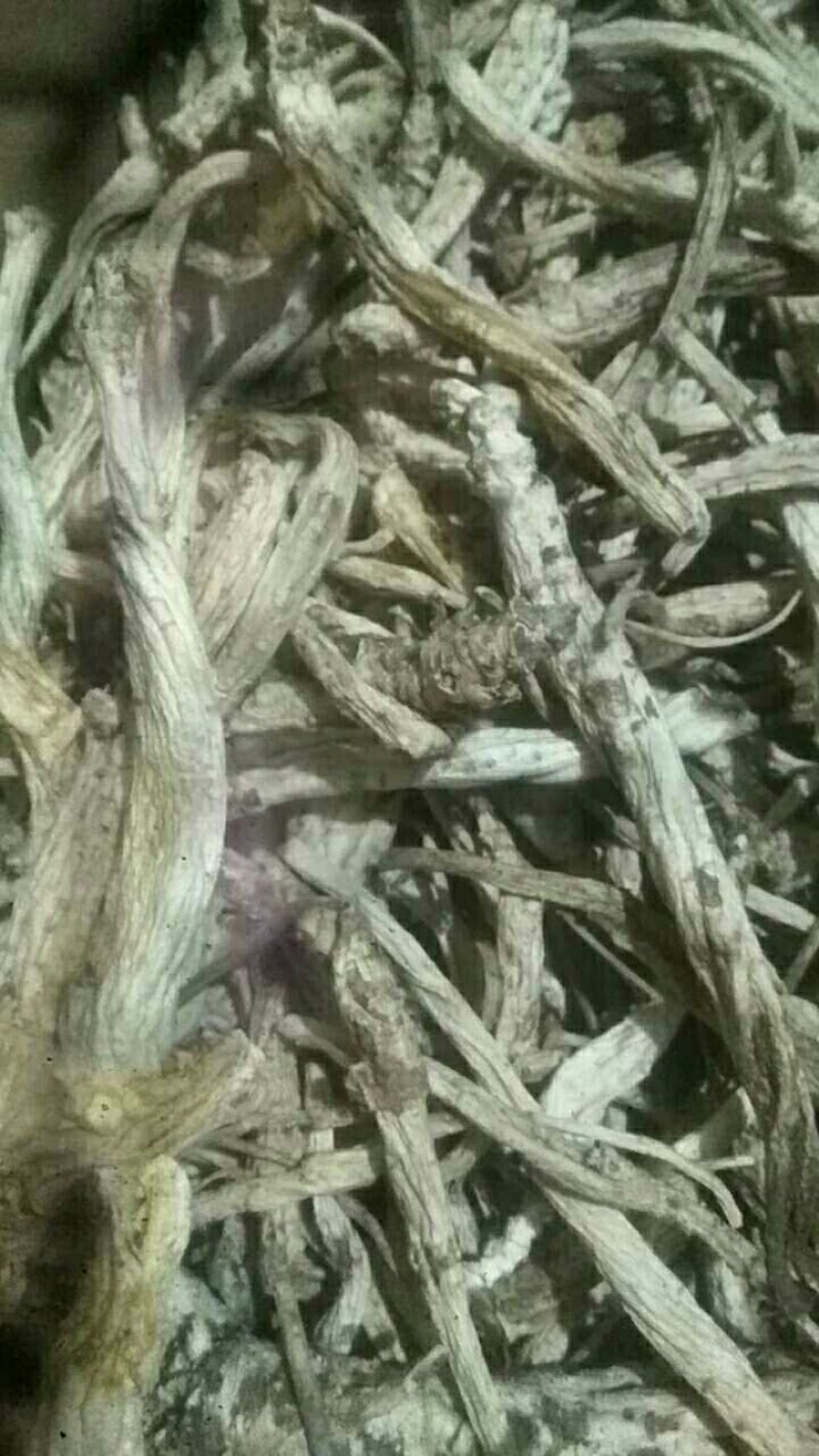 苍术