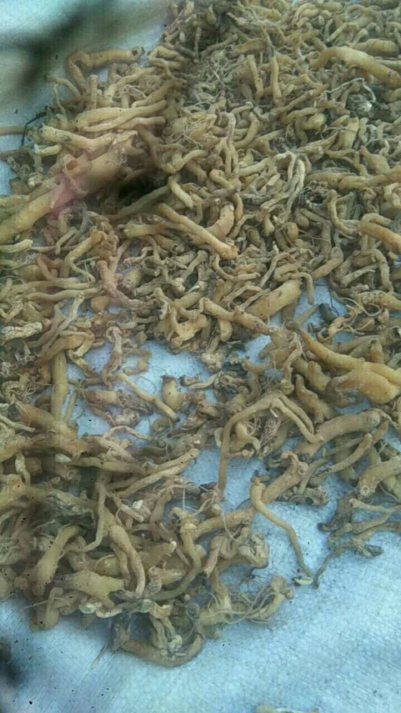 苍术