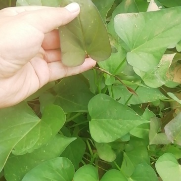 北京红红薯苗北京红薯苗北京红地瓜苗北京553红薯苗