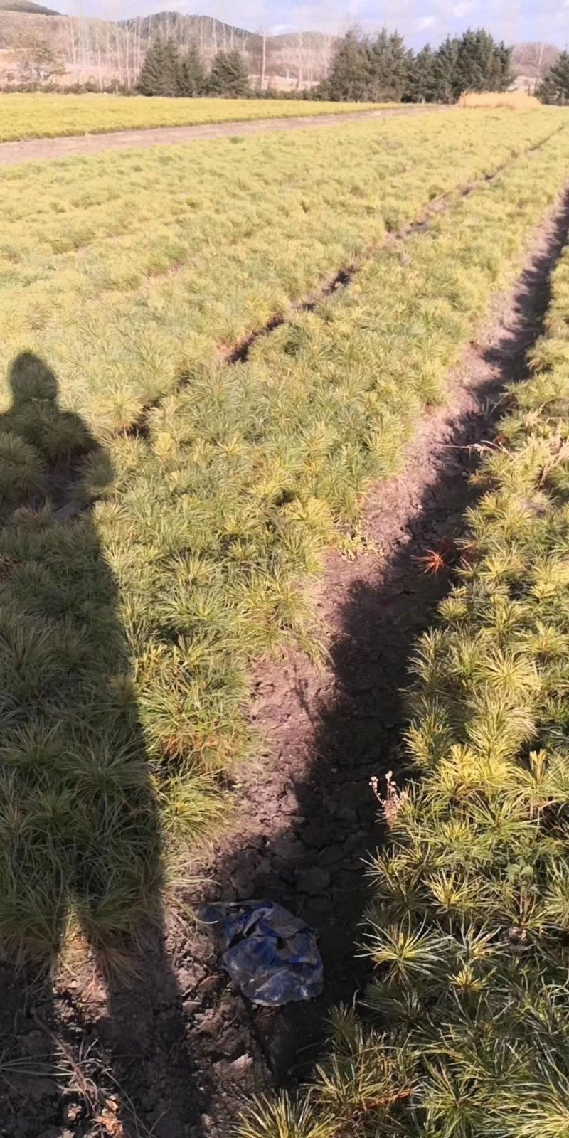 红松一到四年苗各种规格上山造林苗！！！！！