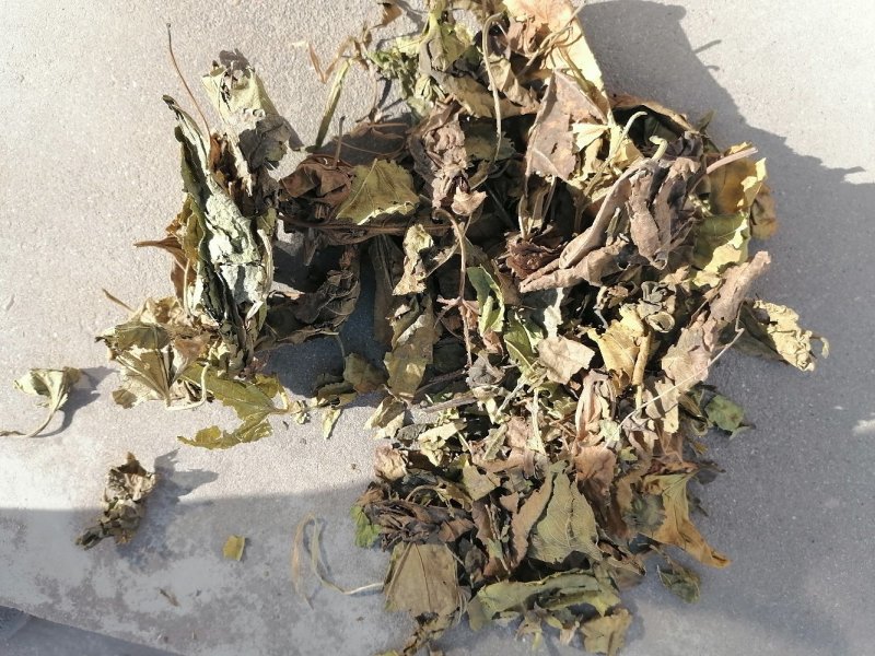 青桑叶！霜桑叶！产地直销