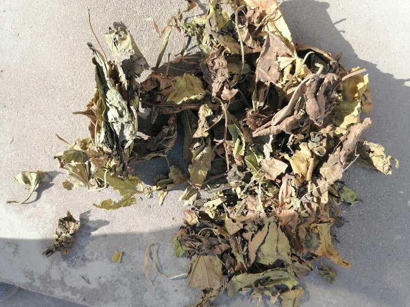 青桑叶！霜桑叶！产地直销