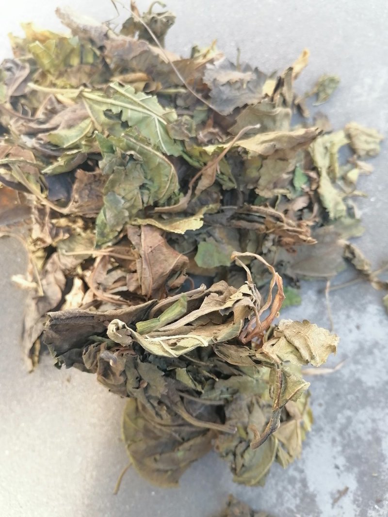 青桑叶！霜桑叶！产地直销