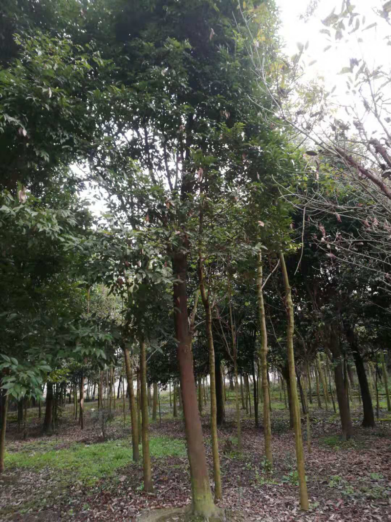 天府新区天竺桂8公分—14公分