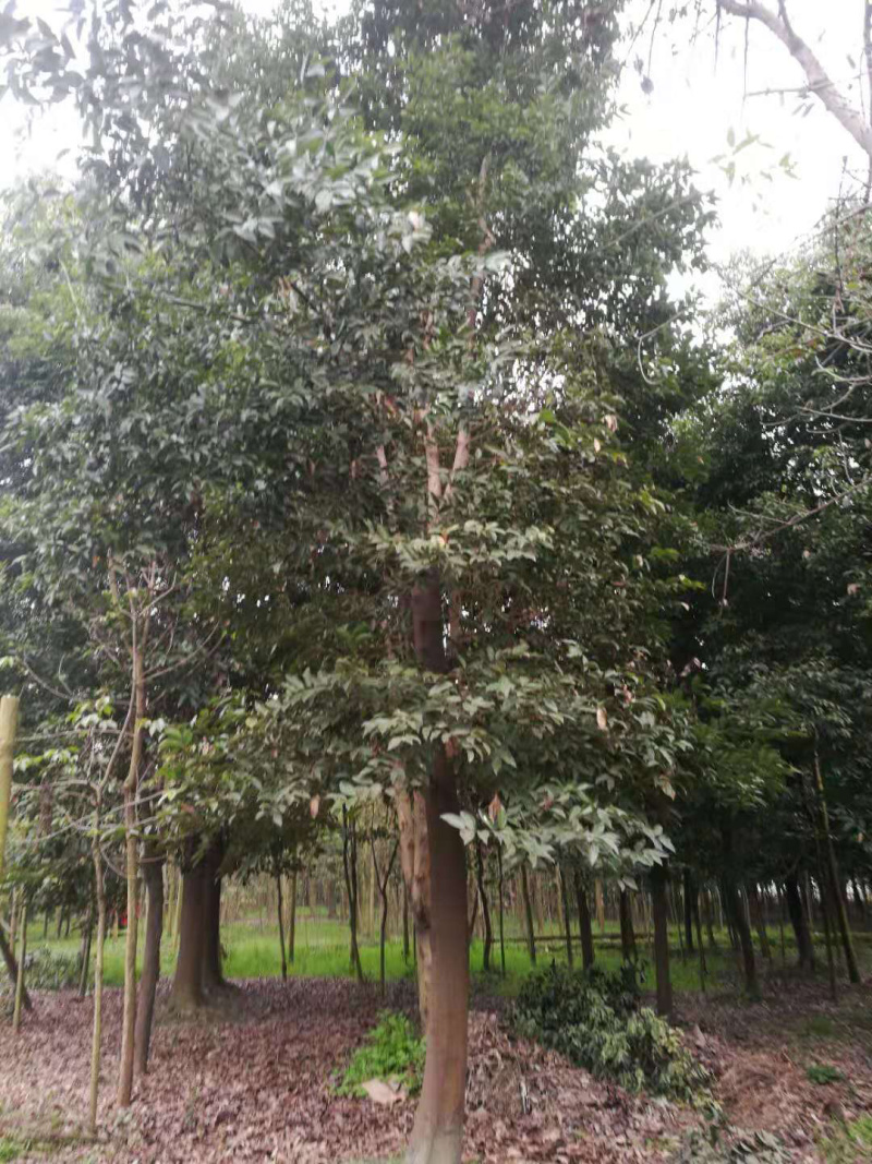 天府新区天竺桂8公分—14公分