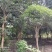成都桂花树10公分—15公分精品货源