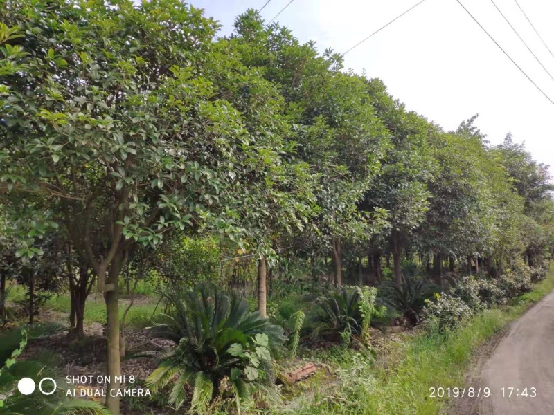 成都桂花树10公分—15公分精品货源