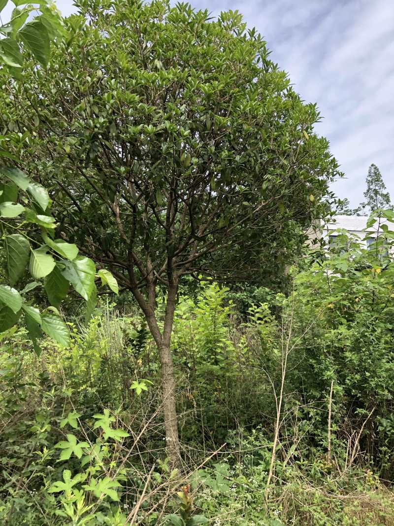 成都桂花树10公分—15公分精品货源