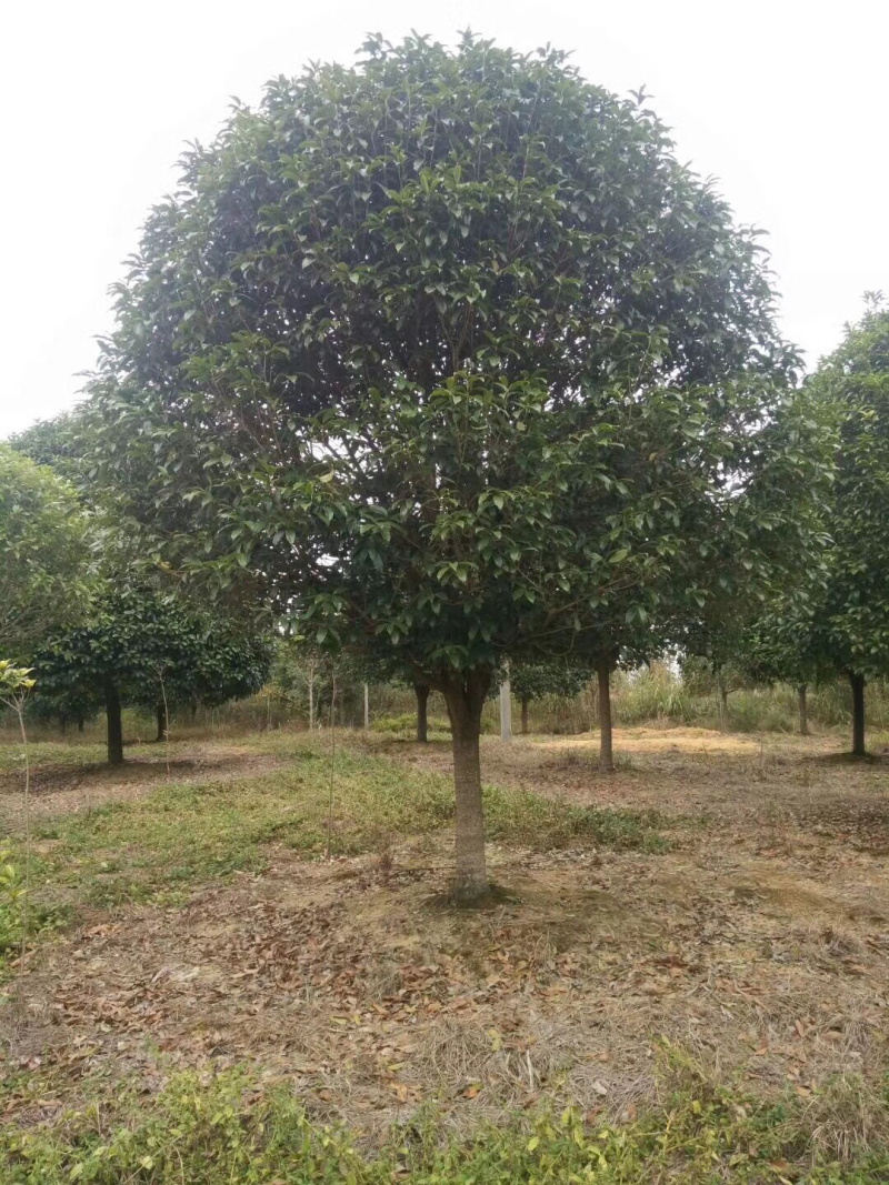 成都桂花树10公分—15公分精品货源