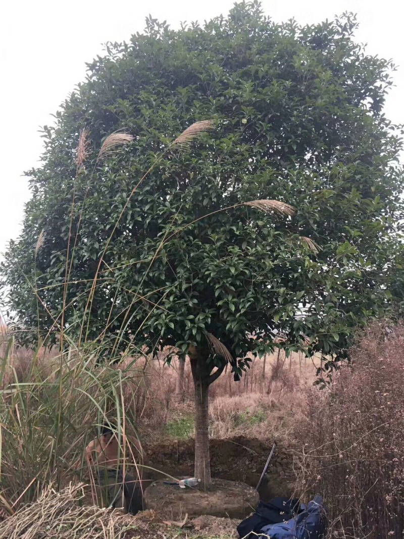 成都桂花树10公分—15公分精品货源