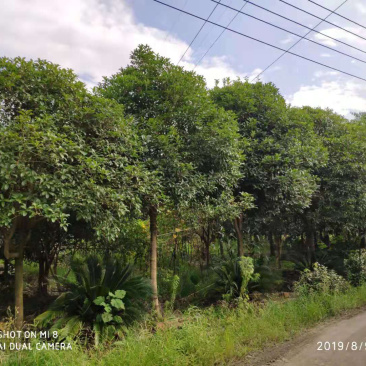 成都桂花树10公分—15公分精品货源