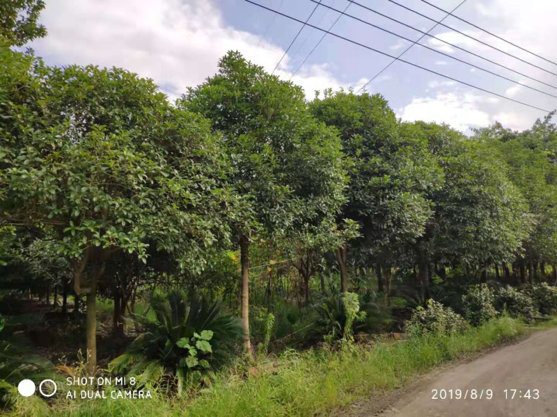成都桂花树10公分—15公分精品货源