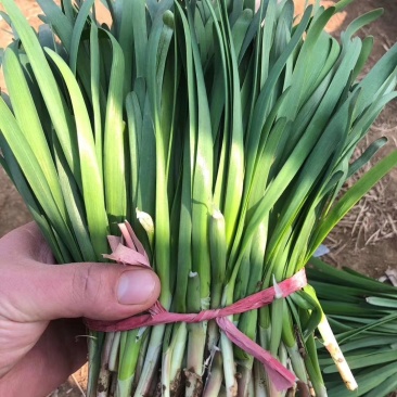 梁山万亩韭菜红根头刀宽叶量大质优好货