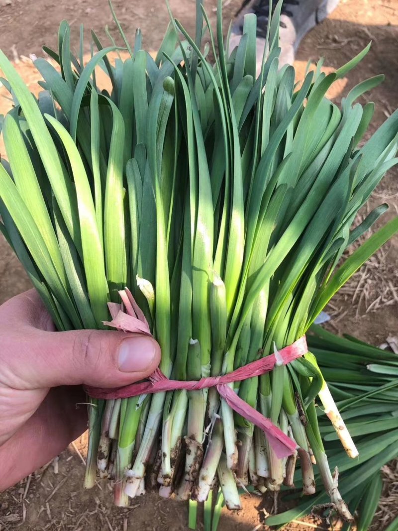 梁山万亩韭菜红根头刀宽叶量大质优好货