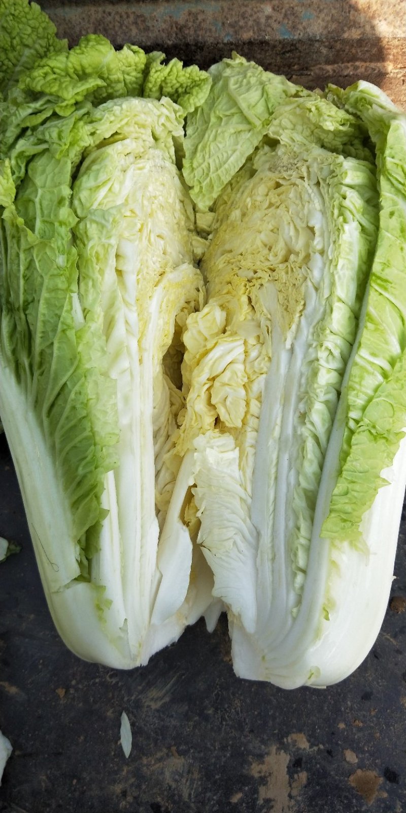 山东黄心大白菜大量上市，包心实，质量保证欢迎客户选购