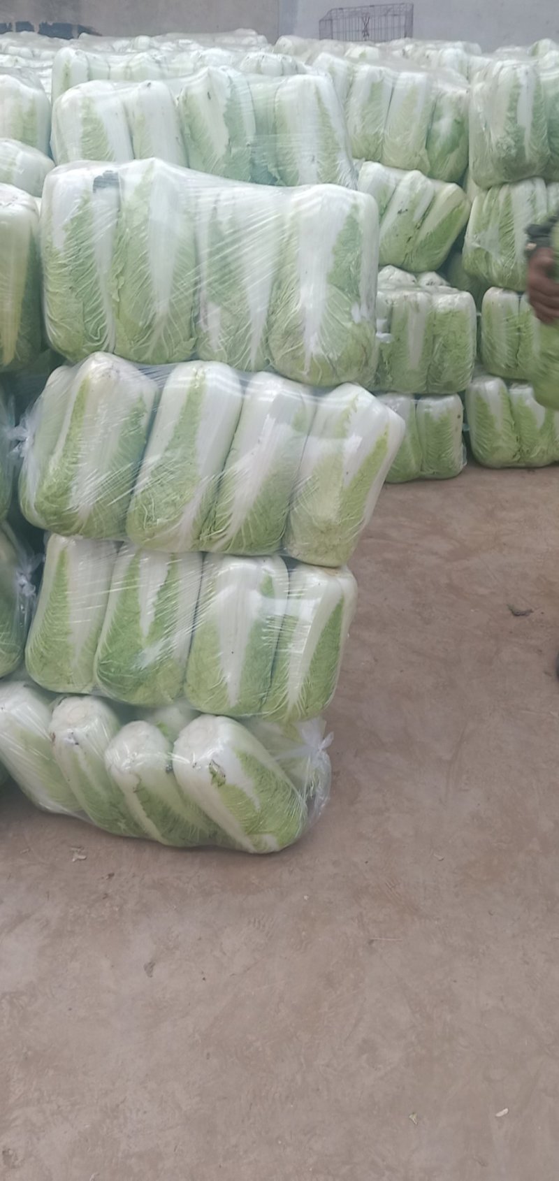 山东黄心大白菜大量上市，包心实，质量保证欢迎客户选购