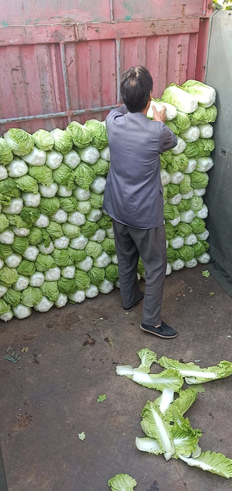 山东黄心大白菜大量上市，包心实，质量保证欢迎客户选购