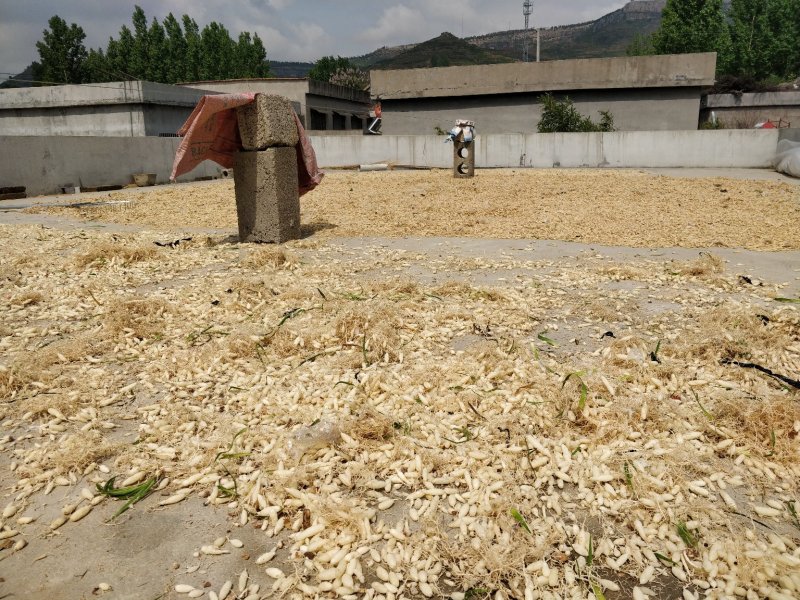 麦冬草庭院公园等绿化专用苗