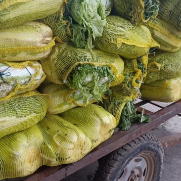 山平阴北京新三号大白菜冷库储存大量出库，质量好，无烧心