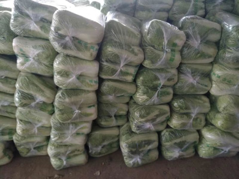 山平阴北京新三号大白菜冷库储存大量出库，质量好，无烧心