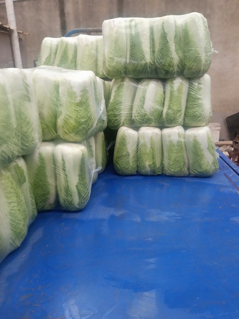 山平阴北京新三号大白菜冷库储存大量出库，质量好，无烧心