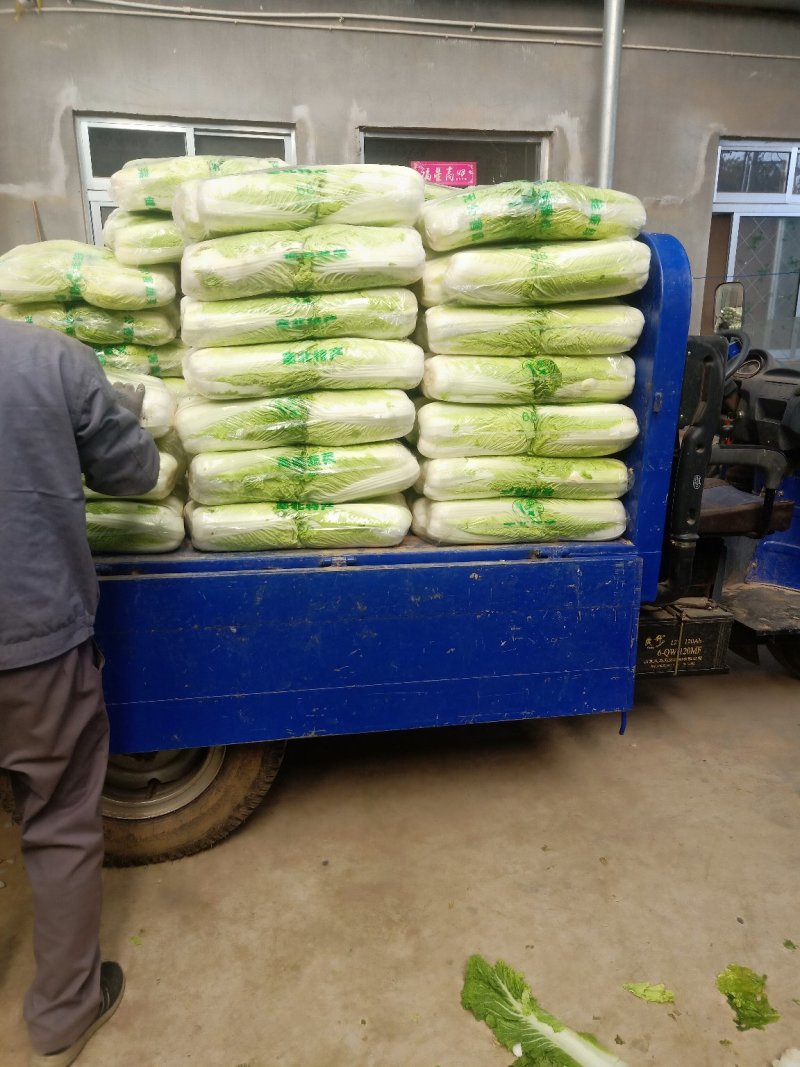 山平阴北京新三号大白菜冷库储存大量出库，质量好，无烧心