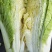 山平阴北京新三号大白菜冷库储存大量出库，质量好，无烧心