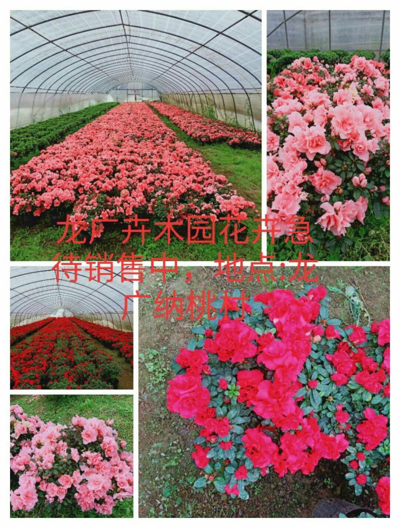 比利时杜鹃花已经可以上市