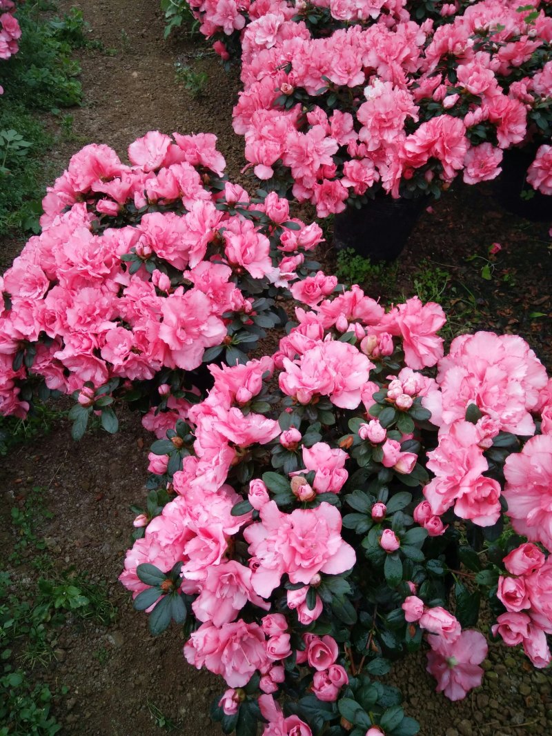 比利时杜鹃花已经可以上市