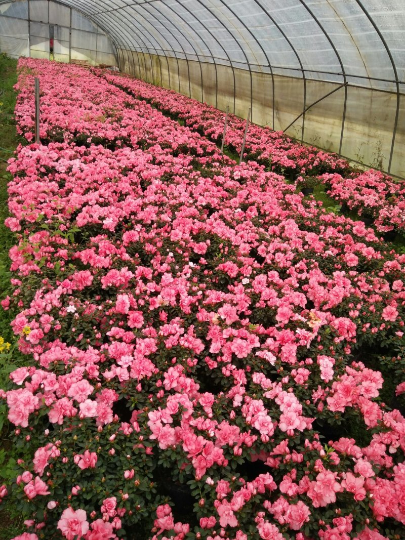 比利时杜鹃花已经可以上市