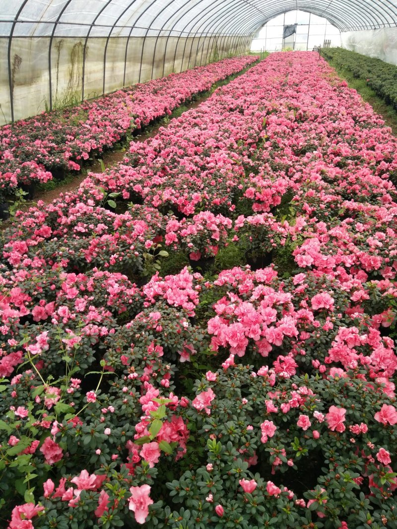 比利时杜鹃花已经可以上市