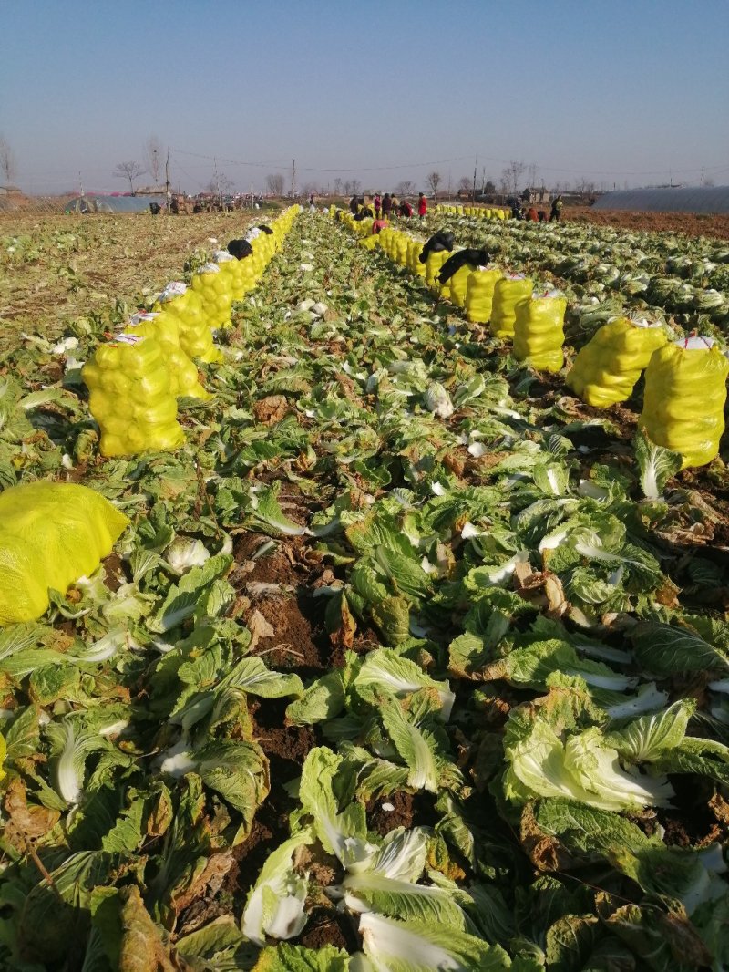 【白菜精品】矮颗黄心白菜3一5斤左右欢迎进店选购价格美丽