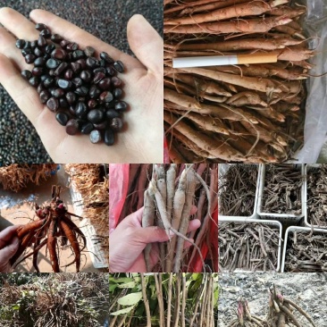 赤芍籽，赤芍种子，新种子，人工挑拣，无杂质发芽率高