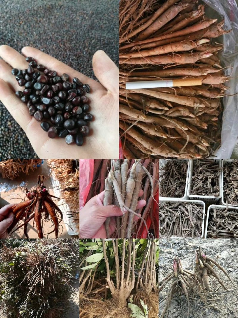 赤芍籽，赤芍种子，新种子，人工挑拣，无杂质发芽率高